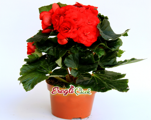 Begonya